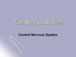 Central Nervous System {PowerPoint}