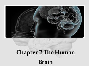 Chapter 2 The Human Brain