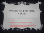 Cell Cycle PPT with Flashcard instructions