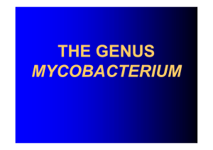 THE GENUS MYCOBACTERIUM