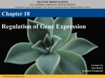 CH18_Regulation of Gene Expression Powerpoint