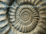 Fossils: Evidence of Past Life