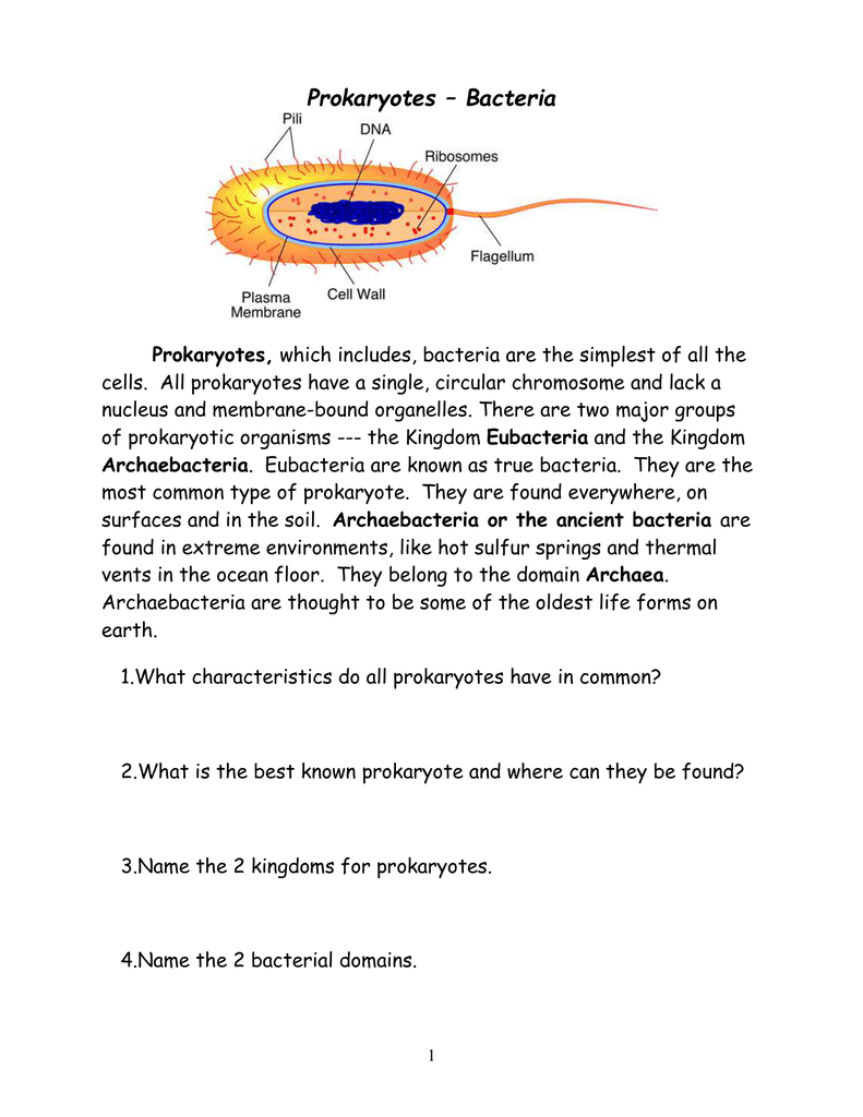 Prokaryotes Coloring Worksheet With Prokaryotes  Bacteria Worksheet Answers