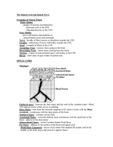 The Spinal Cord and Spinal Nerve