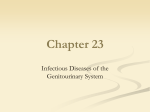 Diseases of the Urinary Tract