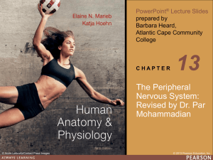 Spinal Nerves - Dr. Par Mohammadian