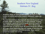Southern New England Habitats IV: Bog