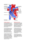 Basic_Heart_Diagram