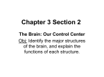 Chapter 3 Section 2 The Brain