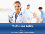 The Digestive System Part II