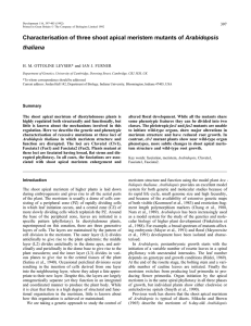 Characterisation of three shoot apical meristem