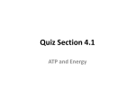 Quiz Section 4.1 ATP and Energy