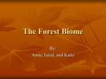 The Forest Biome