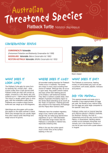 Flatback Turtle Natator depressus