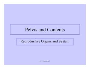 Pelvis and Contents