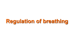 Regulation of Respiration During Exercise