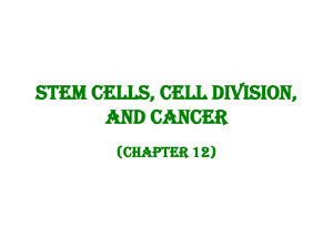 Stem Cells and cell division
