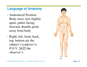 Language of Anatomy Anatomical Position Body erect, feet slightly