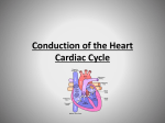 Conduction of the Heart Cardiac Cycle