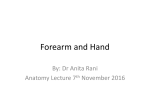 Forearm and Hand [PPT]