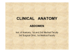 clinical anatomy abdomen