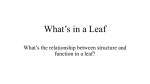 What`s in a leaf - Renton School District