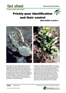 Prickly pear identification and their control