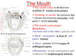 19. oral cavity+pharynx2010-10-01 03:411.2 MB