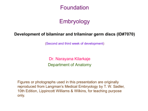 Bilaminar germ disc Second week of development