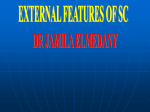 03. SPINAL CORD (EXTERNAL FEATURES and blood
