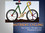 Nutrient Cycling