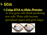DNA and Mitosis