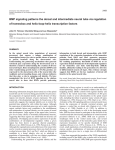 BMP regulation of neural tube patterning - Development