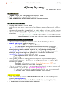 Olfactory Physiology - Viktor`s Notes for the Neurosurgery Resident