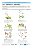 trees and shrubs in grasslands