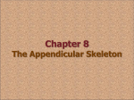 Chapter 8 The Appendicular Skeleton