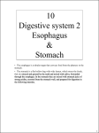 1 • The esophagus is a tubular organ that conveys food from the