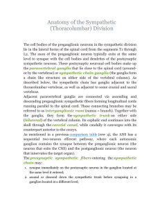 Anatomy of the Sympathetic (Thoracolumbar) Division