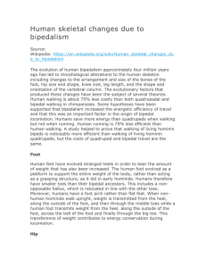 Human skeletal changes due to bipedalism