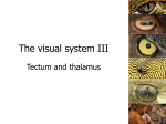 Visual System Part 1 – Visual Perception