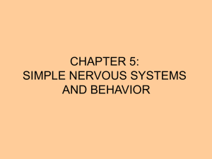 CHAPTER 5: SIMPLE NERVOUS SYSTEMS AND BEHAVIOR