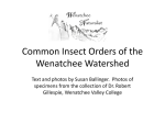 Common Insect Orders of the Wenatchee Watershed