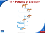 17-4 Patterns of Evolution