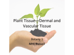 Vascular and Dermal Tissue
