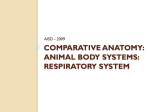 Comparative Anatomy: Animal Body Systems: RESPIRATORY