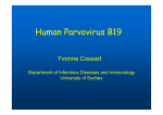 Human Parvovirus B19