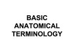 Anatomy term File - Progetto e
