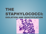 The Staphylococci - IRSC Biology Department