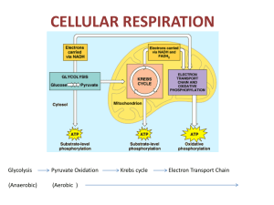 cellular respiration