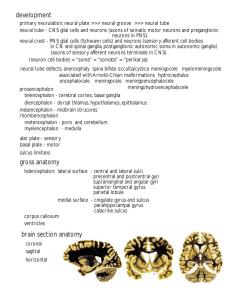 development brain section anatomy gross anatomy